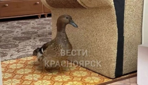 В городе Назарово семья приютила в городской квартире утку