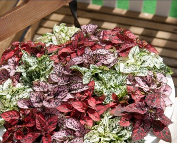 ��� ��������� ����� ����������� ��� ���