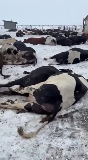 ����������� �� ������ �����: � �������� ������ ������� �������� ���� ��� ��������� ������� �������