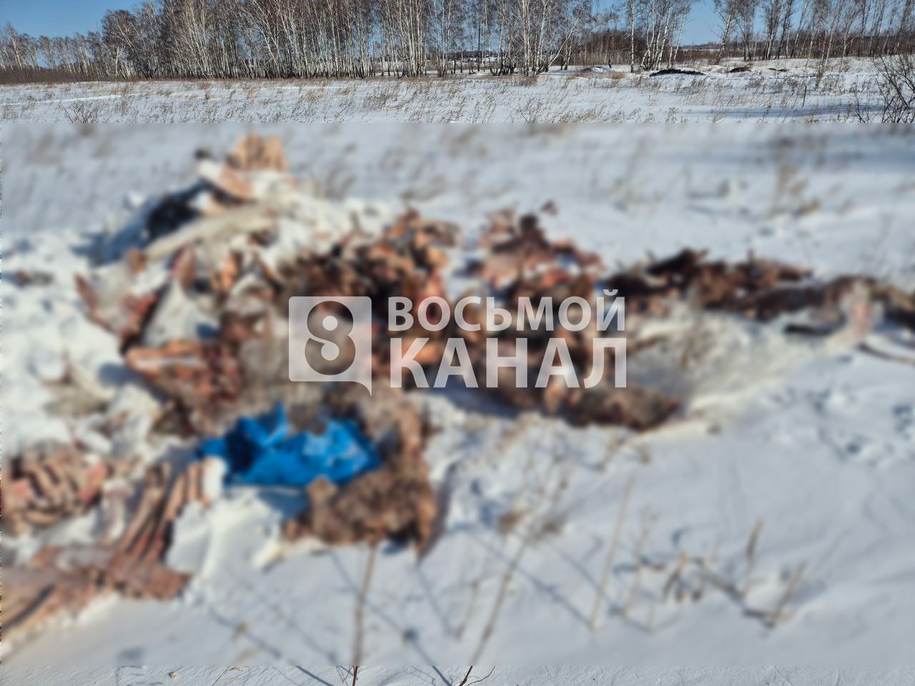 В Емельяновском районе обнаружили скотомогильник В Емельяновском районе обнаружили скотомогильник