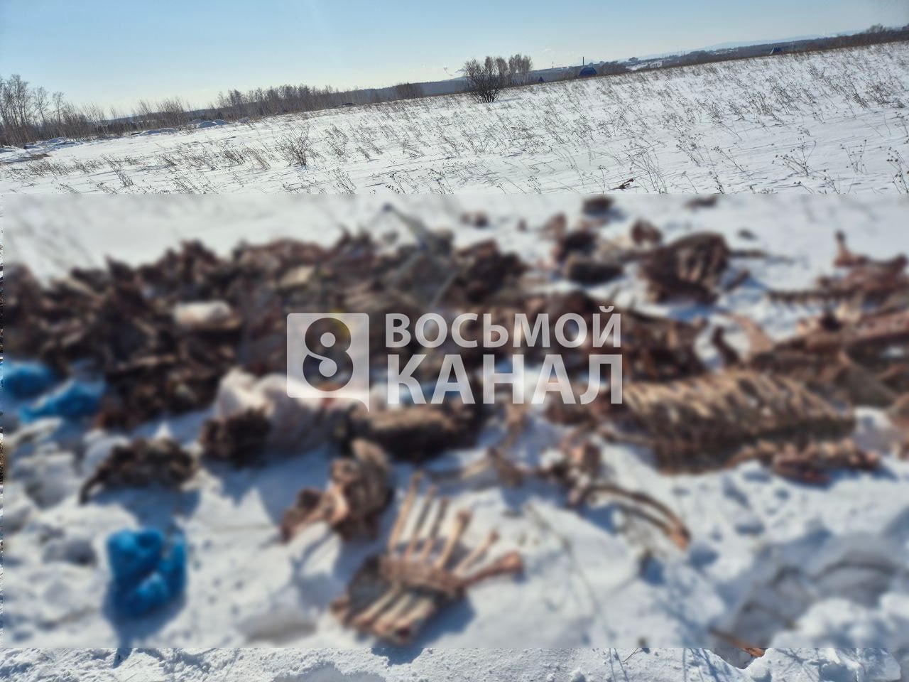 В Емельяновском районе обнаружили скотомогильник