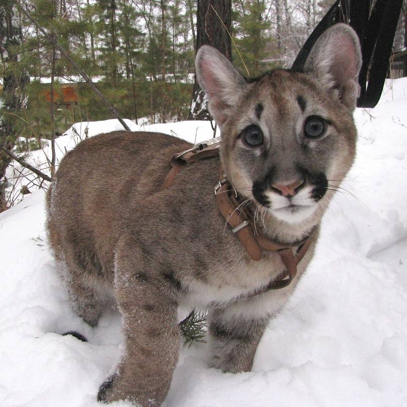 В красноярском парке флоры и фауны «Роевом ручье» не стало пумы Арнальдо