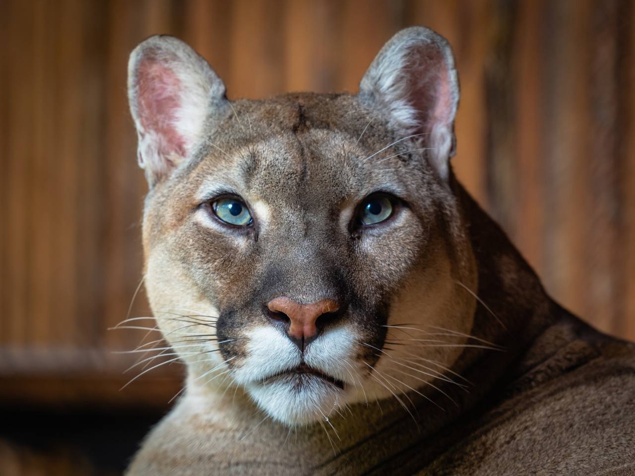 Пума-долгожитель умер в зоопарке «Роев ручей»