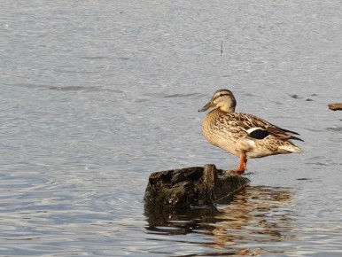 ������ ����!. ����: ��������� ���������� #���������������