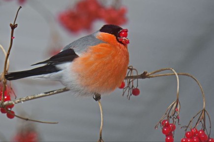 ������������ ���������� ������ �����