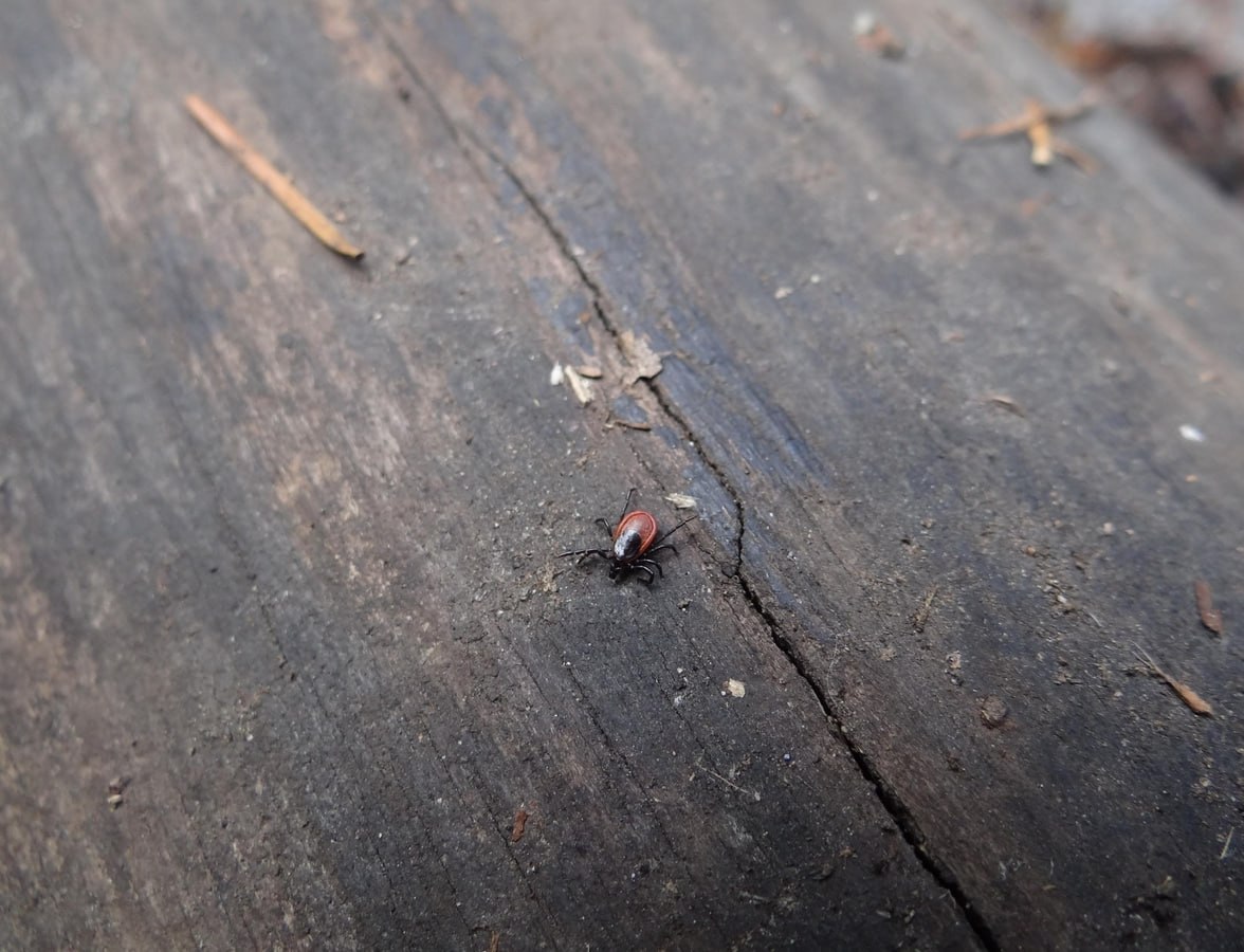 В Красноярском крае начинается сезон активности клещей