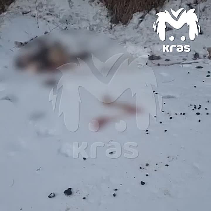 Бродячие собаки разорвали ещё двух косуль у посёлка в Красноярском крае