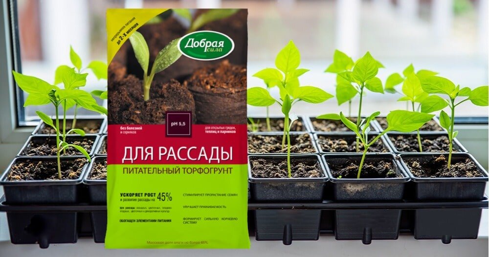 Секреты успешного выращивания рассады перцев