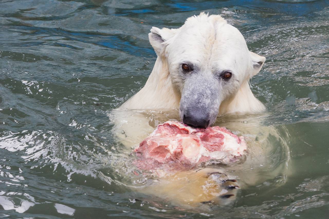 Белые медведи открыли купальный сезон в «Роевом ручье» Белые медведи открыли купальный сезон в «Роевом ручье»