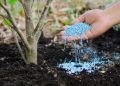 Весеннее Подкормка Плодовых Деревьев и Кустарников