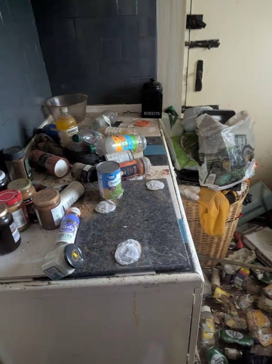 В Англии 54-летнюю женщину признали виновной в жестоком обращении с животными В Англии 54-летнюю женщину признали виновной в жестоком обращении с животными