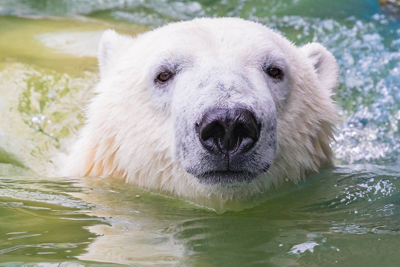 Белые медведи открыли купальный сезон в «Роевом ручье» Белые медведи открыли купальный сезон в «Роевом ручье»
