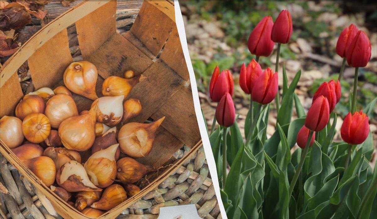 Когда и как правильно высаживать тюльпаны осенью