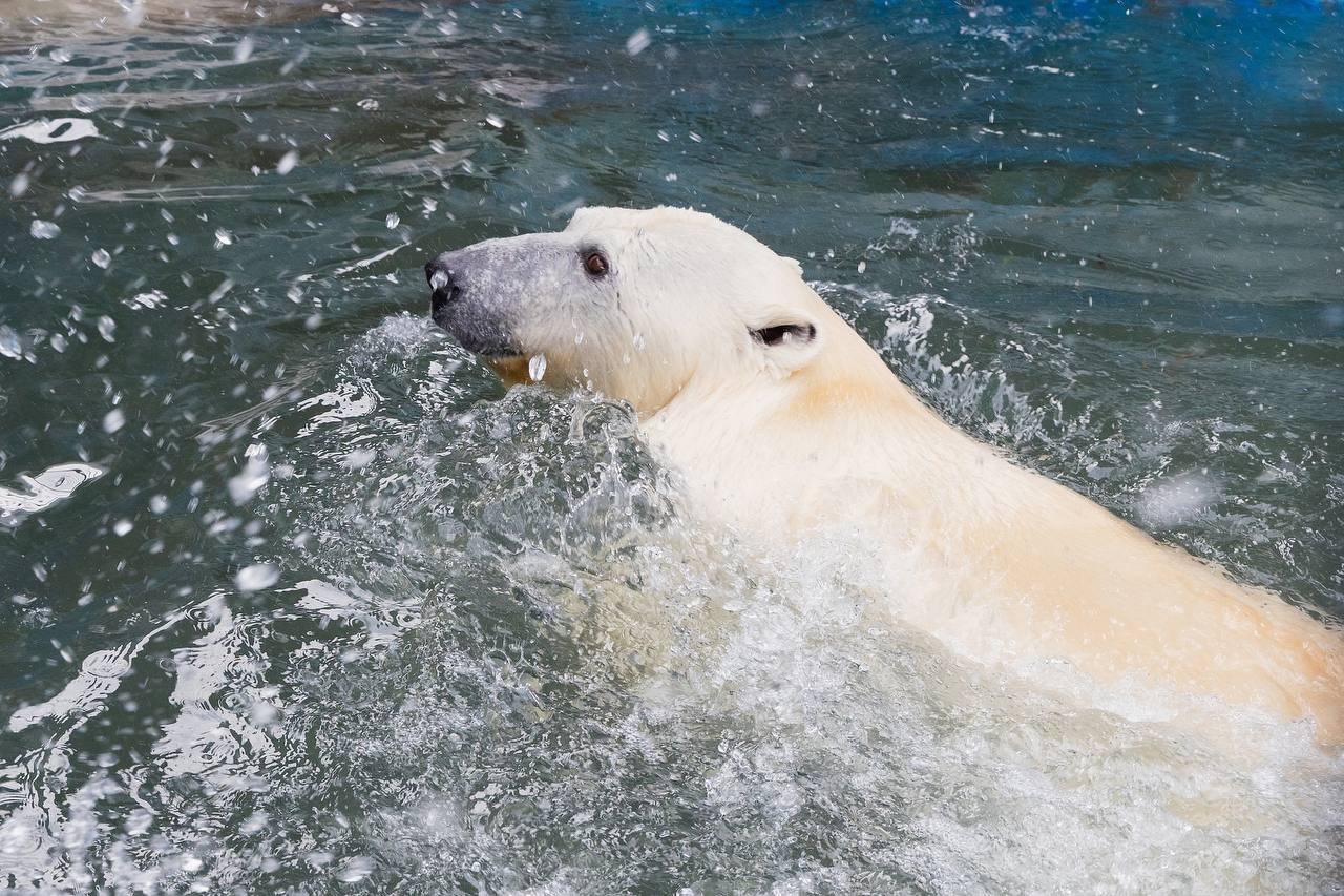 Белые медведи открыли купальный сезон в «Роевом ручье»