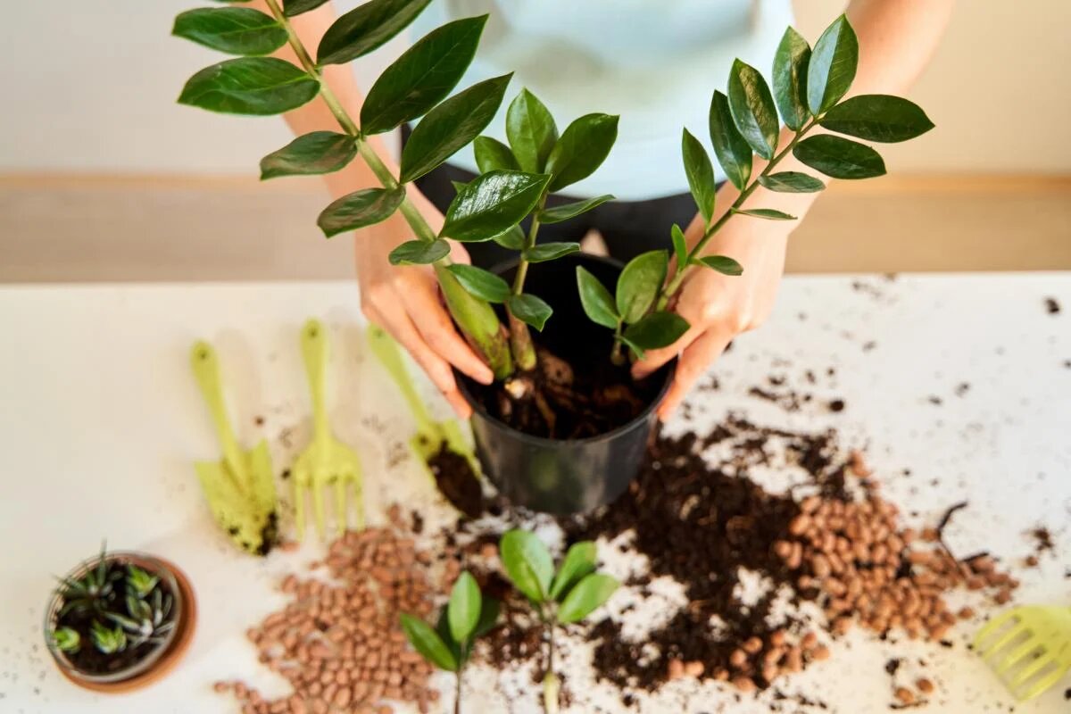 Секреты успешной пересадки замиокулькаса: как добиться роскошного роста