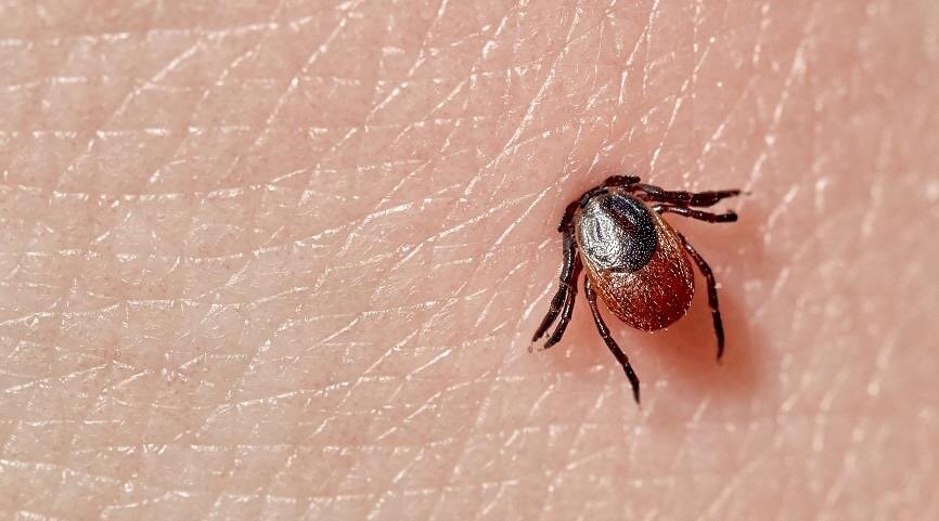 Как предотвратить укус клеща и что делать в экстренной ситуации