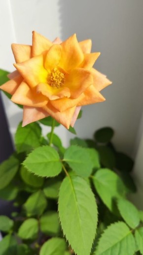 ����, ������, �������� � ���� ������ �������