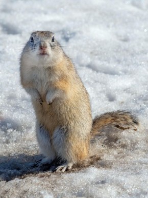 ������� ������� �������. ����: ����� ������������