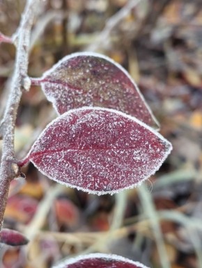 +6°C и ветер: погода на рабочую неделю в Красноярске