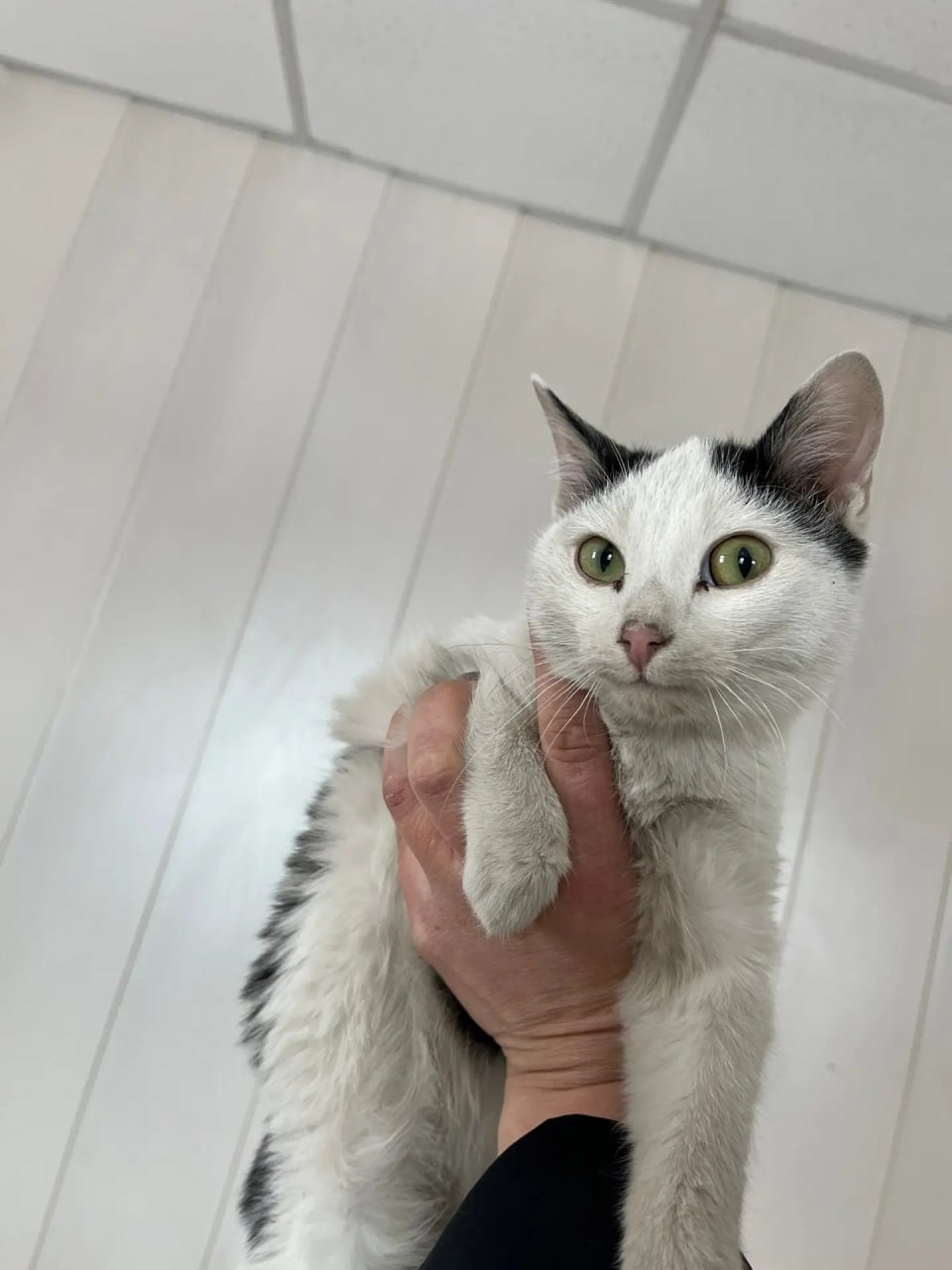 Полицейские спасли четырех котят, которых бросил пьяный бесправник Полицейские спасли четырех котят, которых бросил пьяный бесправник