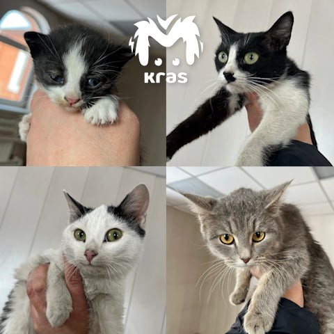 Полицейские нашли временный дом четырём котятам, которых забрали у пьяного водителя в Красноярском крае