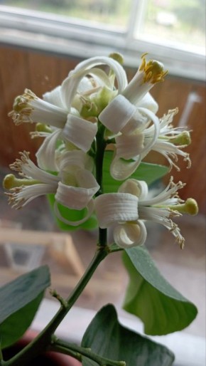 «Вот такая красота цветет сейчас у меня на подоконнике. Это лимон Пандероза, и аромат стоит по всей комнате»