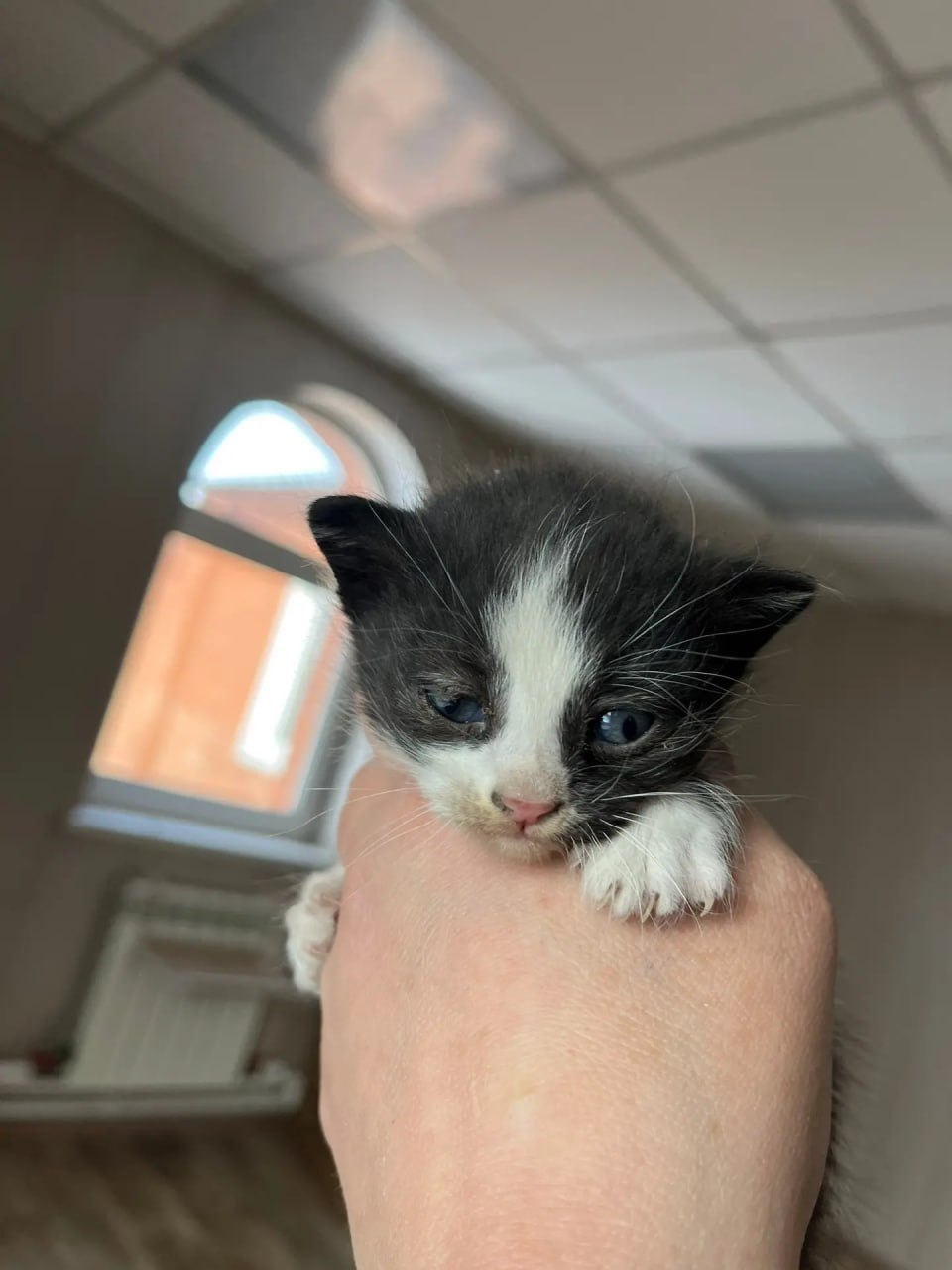 Полицейские спасли четырех котят, которых бросил пьяный бесправник Полицейские спасли четырех котят, которых бросил пьяный бесправник