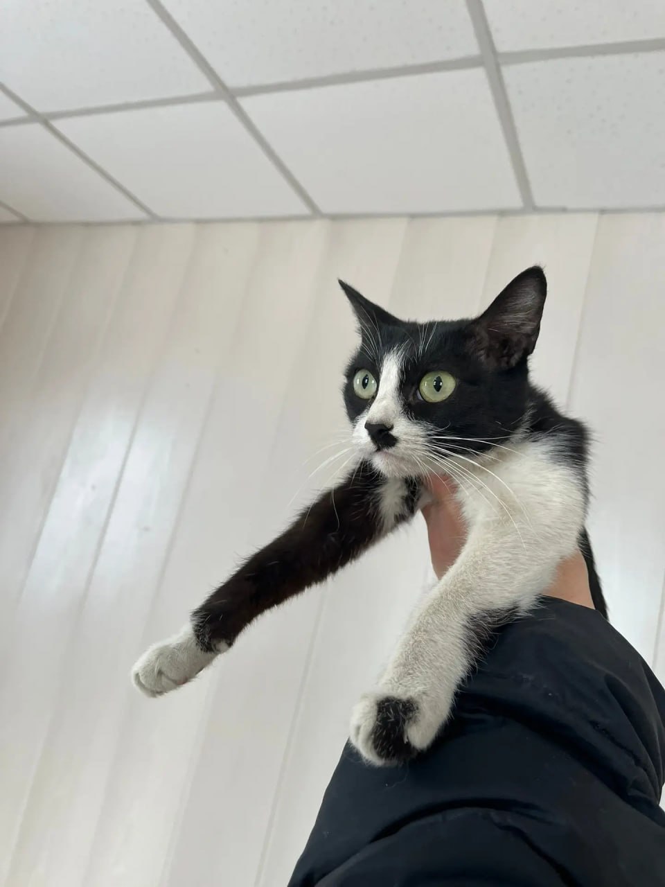 Полицейские спасли четырех котят, которых бросил пьяный бесправник Полицейские спасли четырех котят, которых бросил пьяный бесправник