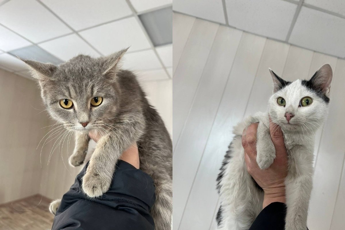 Наряд ДПС остановил автомобиль, водитель которого куда-то явно торопился Наряд ДПС остановил автомобиль, водитель которого куда-то явно торопился