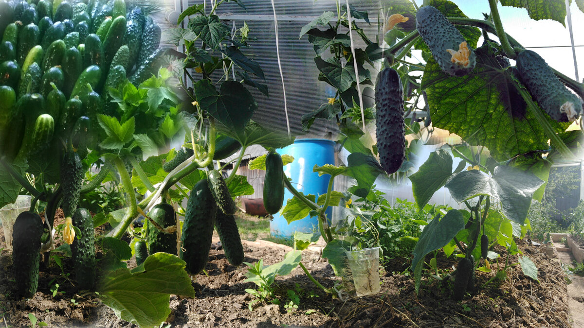 Как избежать горьких и кривых огурцов: советы для успешного урожая