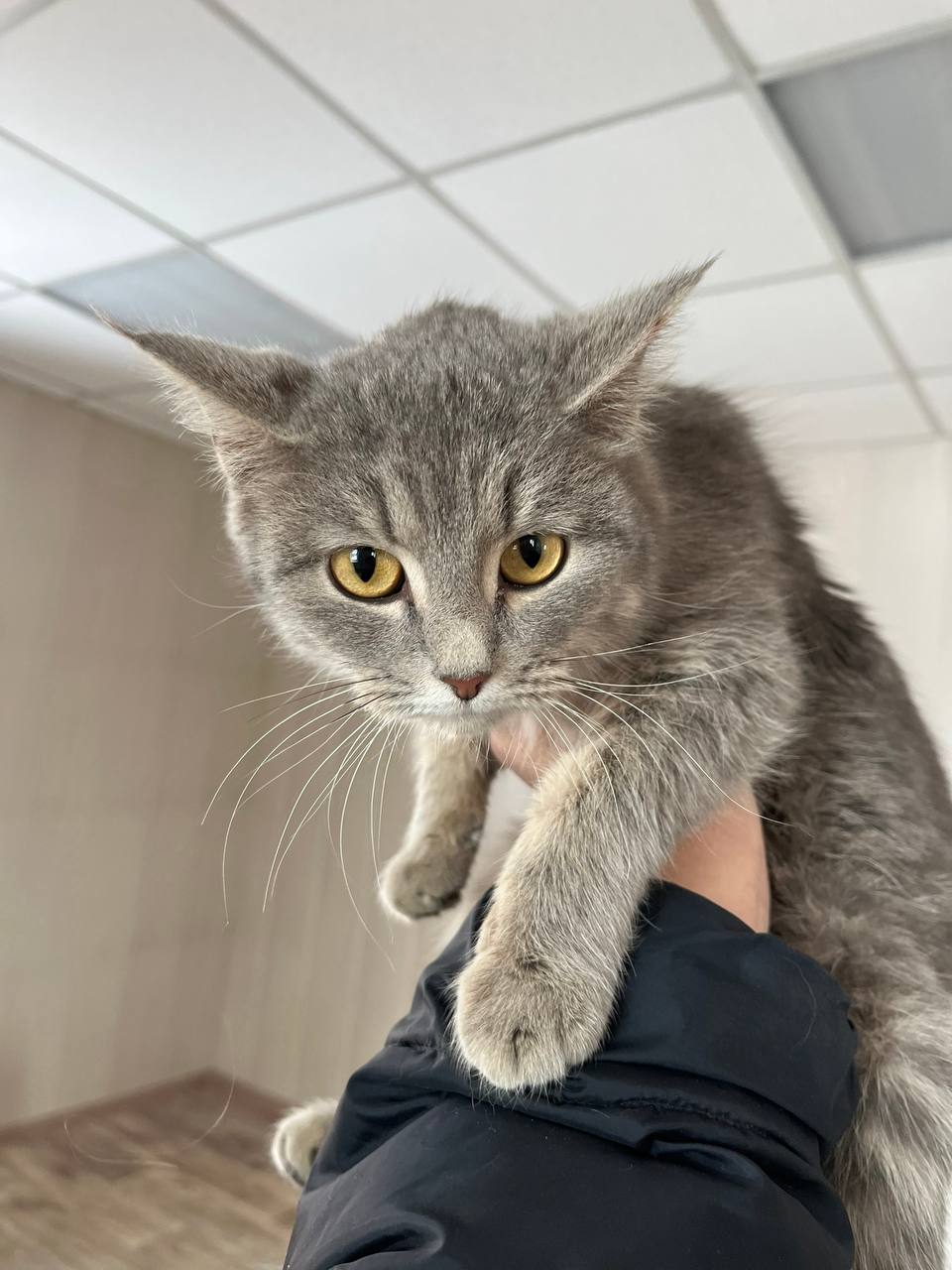 Полицейские спасли четверых котят из салона нетрезвого водителя в Нижнеингашском районе Полицейские спасли четверых котят из салона нетрезвого водителя в Нижнеингашском районе