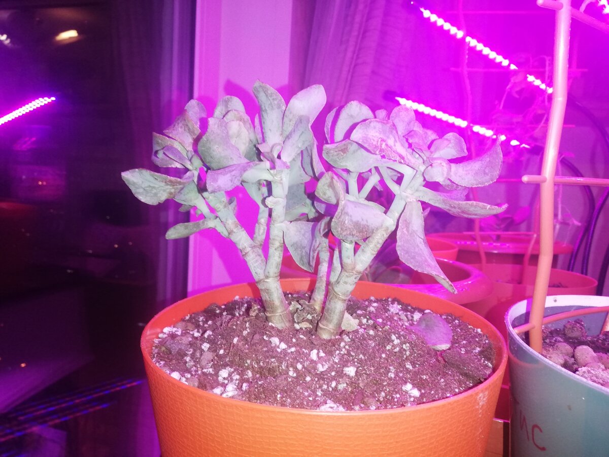 Как спасти суккulentы: увлекательная история о пересадке Крассул