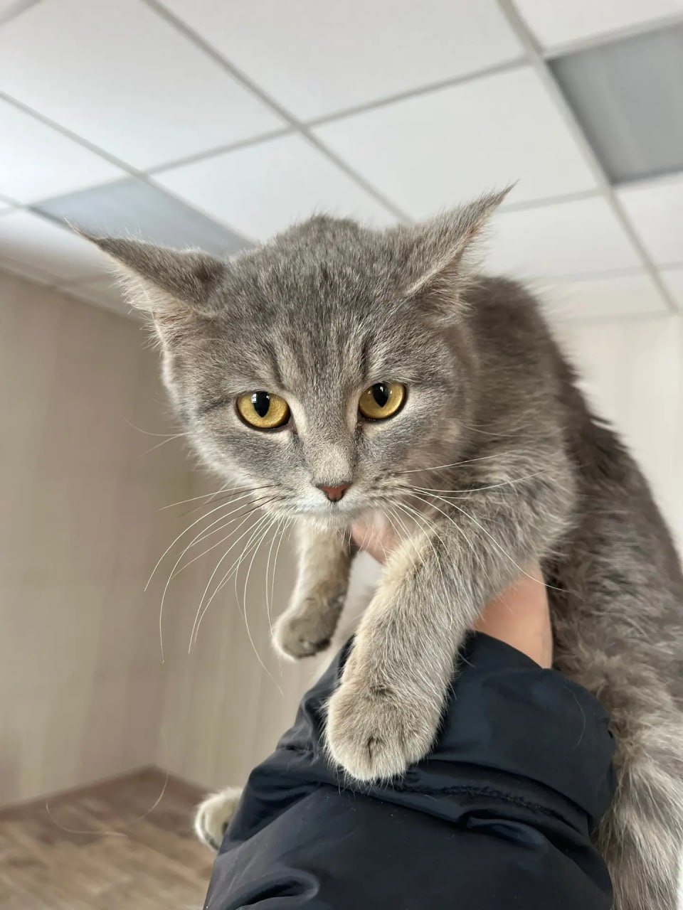 Полицейские спасли четырех котят, которых бросил пьяный бесправник Полицейские спасли четырех котят, которых бросил пьяный бесправник