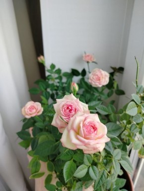 Продолжаем показывать буйство красок в квартирах красноярцев