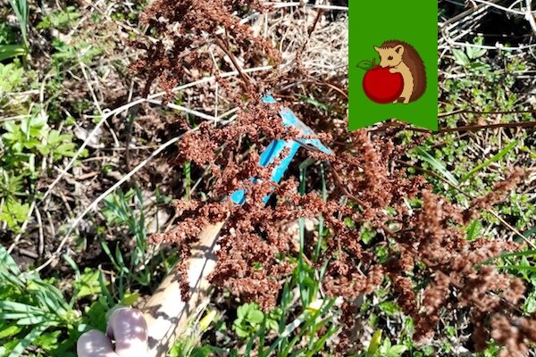 Весенний уход за астильбой: секреты успешного цветения