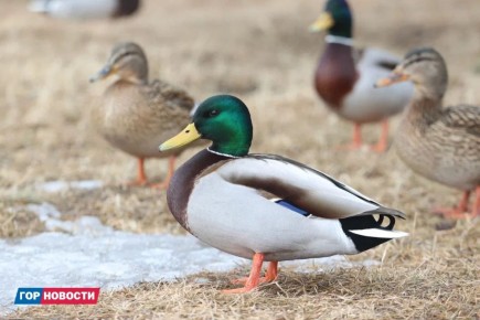 ����-��������: ����� ���� ����� ��������� � �����������?