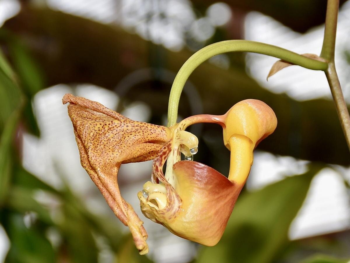 Кориантес: загадочная орхидея, требующая индивидуального подхода