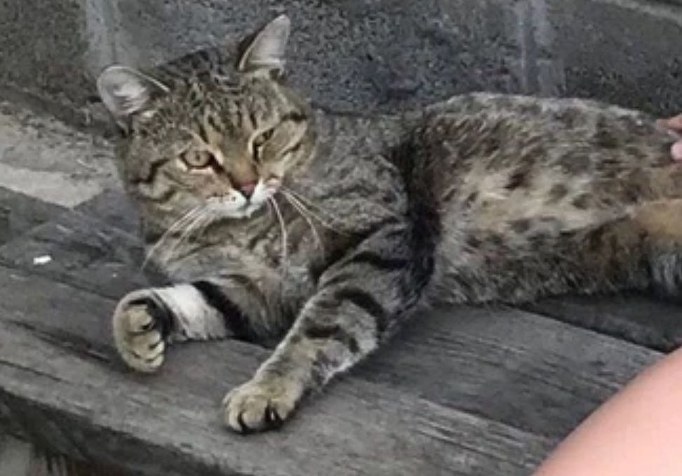 «Ребята, Тишка пришел!»: кот, пропавший 7 лет назад, нашел дорогу домой