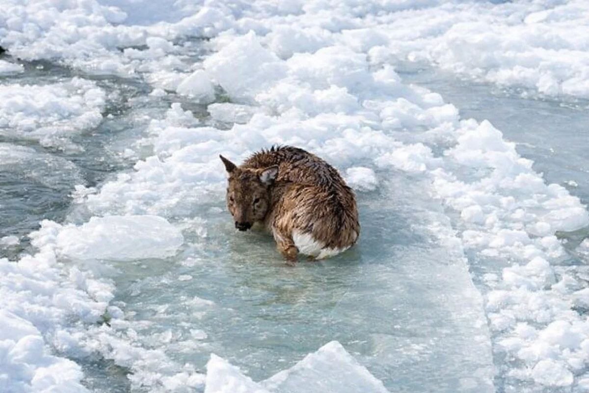 Папа для бэмби: трогательная история спасения замерзающего на льдине посреди реки олененка