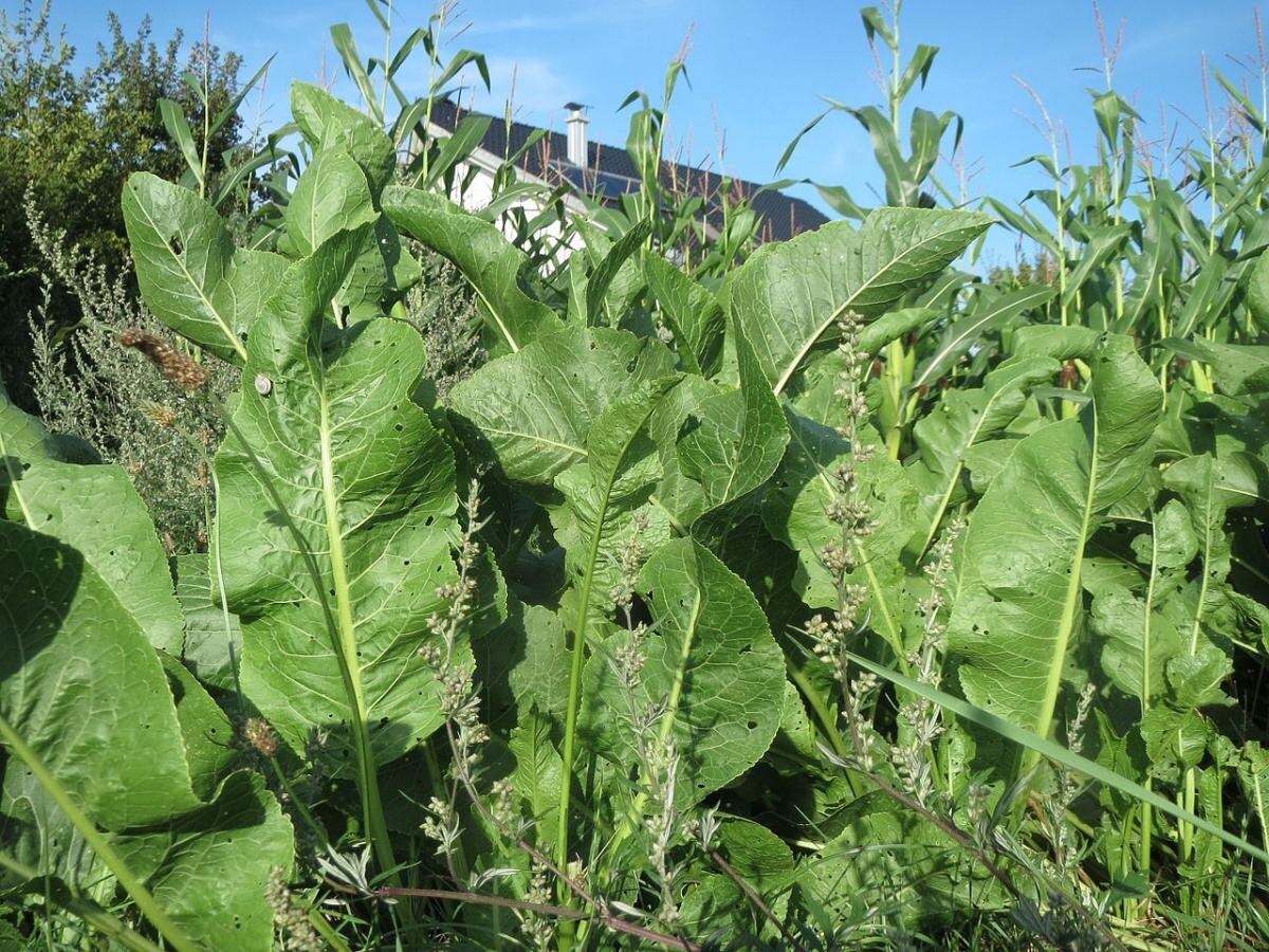 Как распознать хрен среди зелени: полезные советы