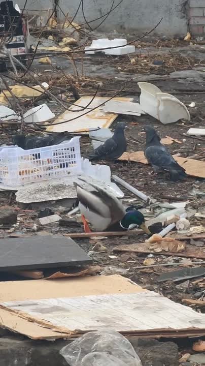 Хромого селезня заметили в Красноярске