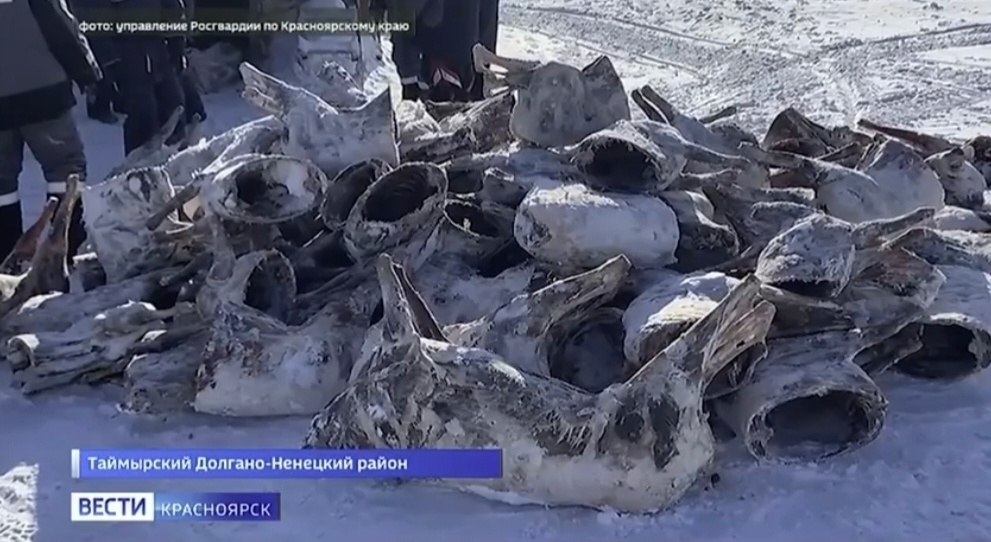 В Таймырском Долгано-Ненецком районе задержан подозреваемый в незаконной охоте на северных оленей