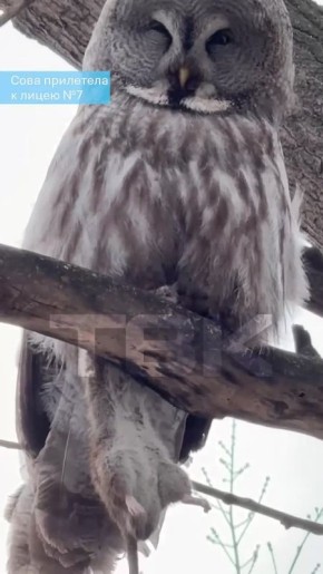 Сова прилетела к лицею №7 и сразу с обедом
