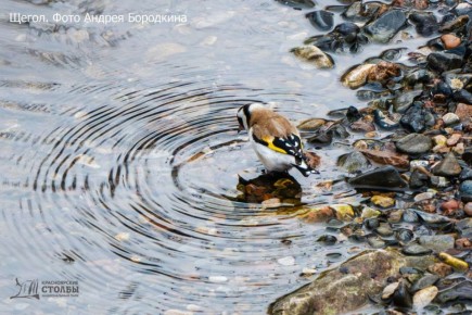 В нацпарке «Красноярские Столбы» птицы устроили первое весеннее купание