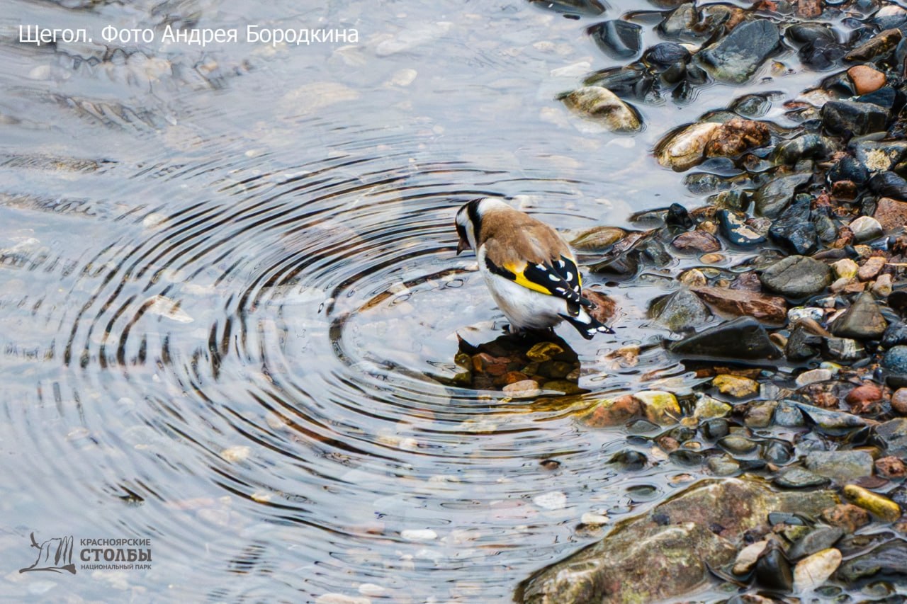 В нацпарке «Красноярские Столбы» птицы устроили первое весеннее купание