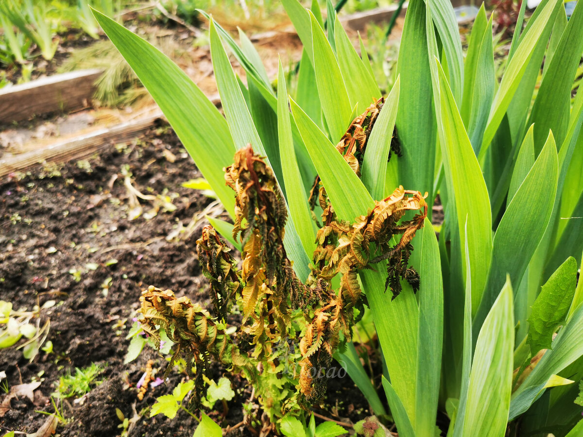 Помидоры и заморозки: как защитить урожай от холодов и избежать потерь