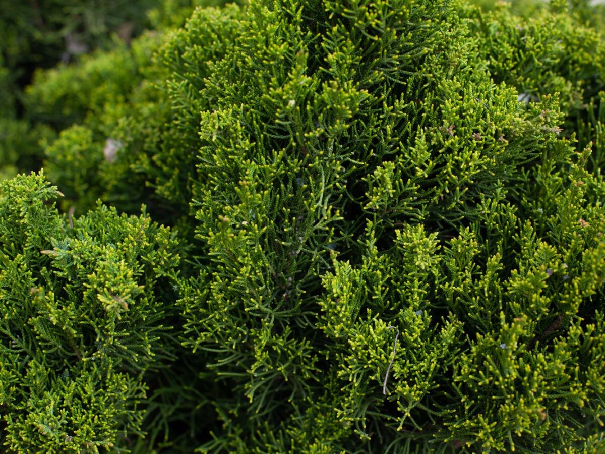 Как вернуть туе зелёный цвет: секреты весеннего ухода