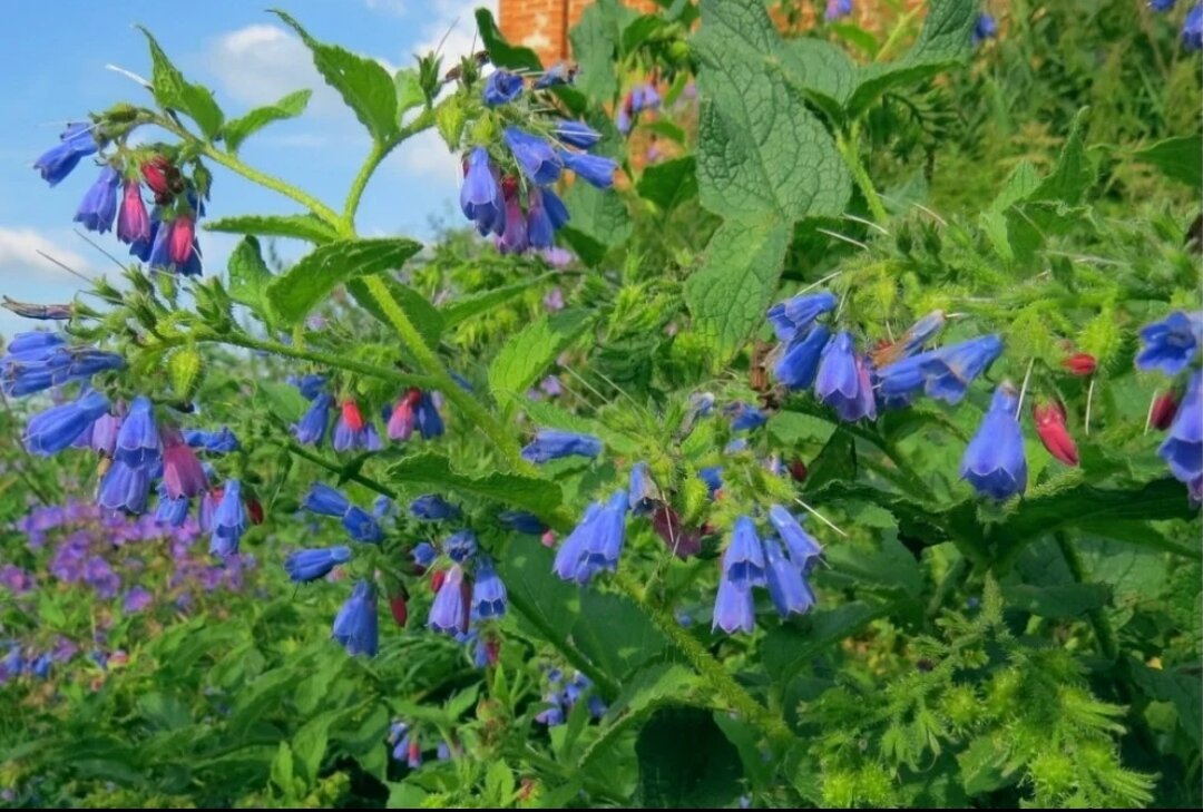 Окопник лекарственный: удивительные свойства и применение в медицине