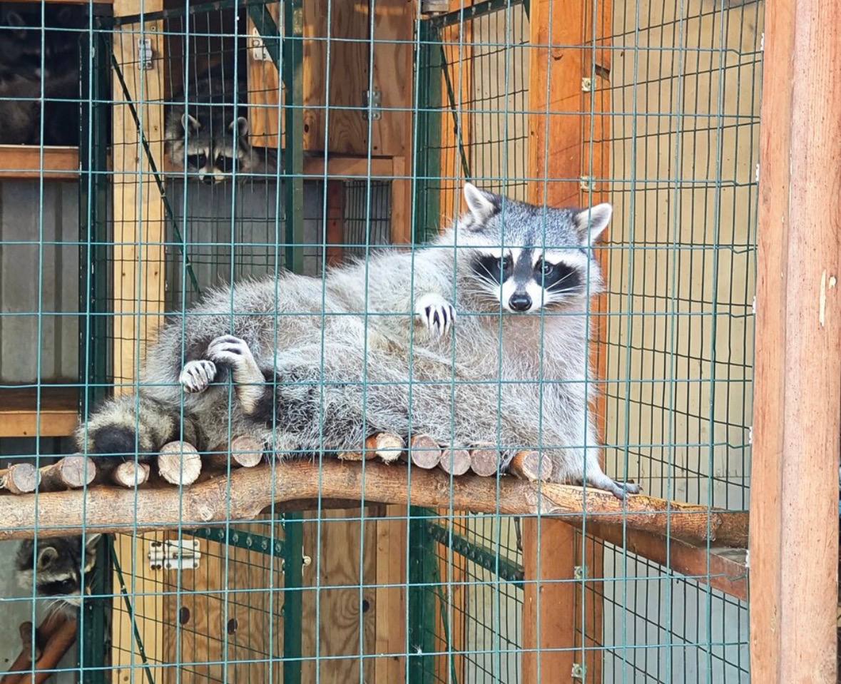 Владелица зоопарка в крае ответит в суде за плохое содержание енотов