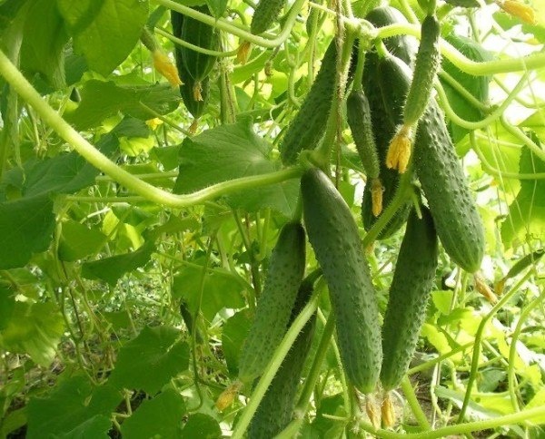 Огурец Кураж F1: идеальный выбор для вашего огорода